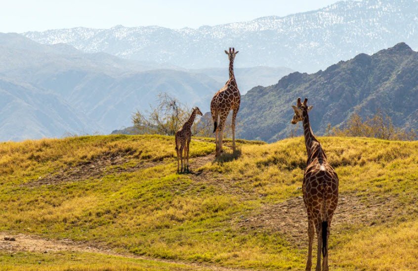 Living Desert Zoo and Gardens, United States